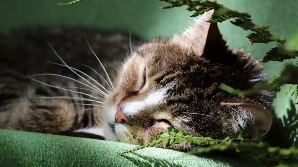 Zašto mačke dugo spavaju: Neke od njih odmaraju i do 20 sati dnevno