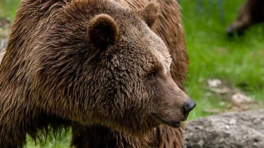 Aljaska: Medved napao američke vojnike tokom vojne vježbe
