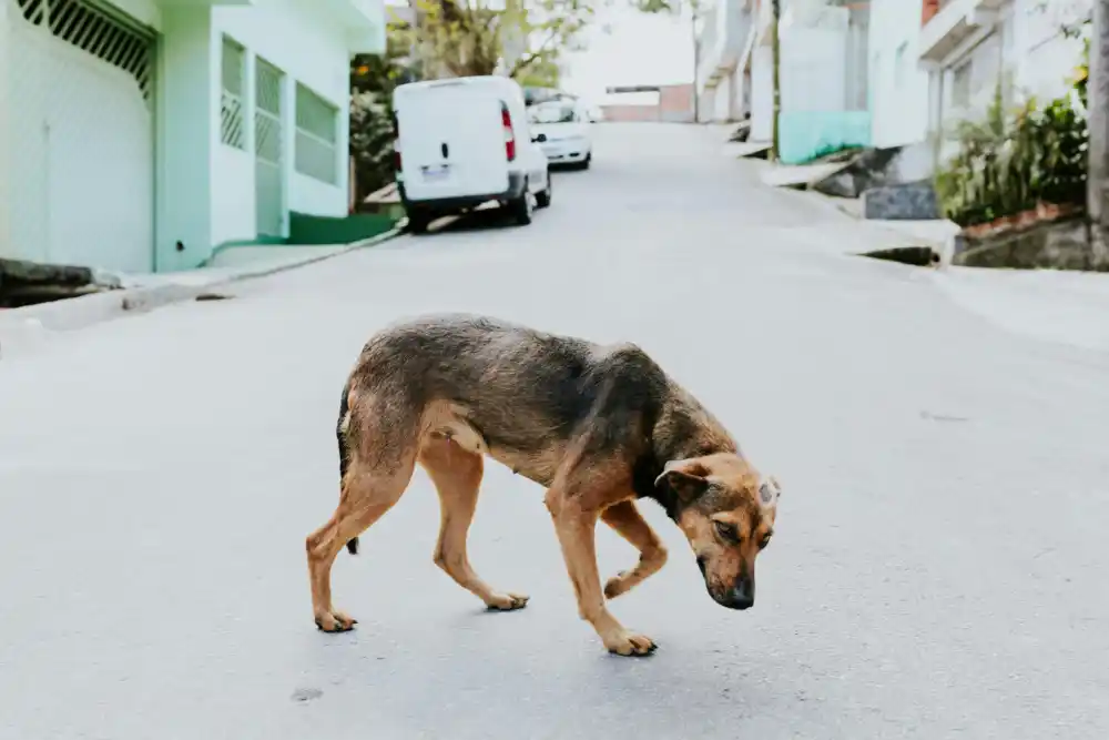 Djevojčicu u centru Bara izujedali psi lutalice
