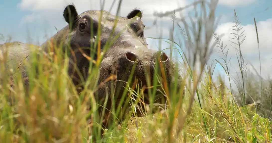 Kolumbijska vlada odlučila da ubije Eskobarove ‘kokainske nilske konje’