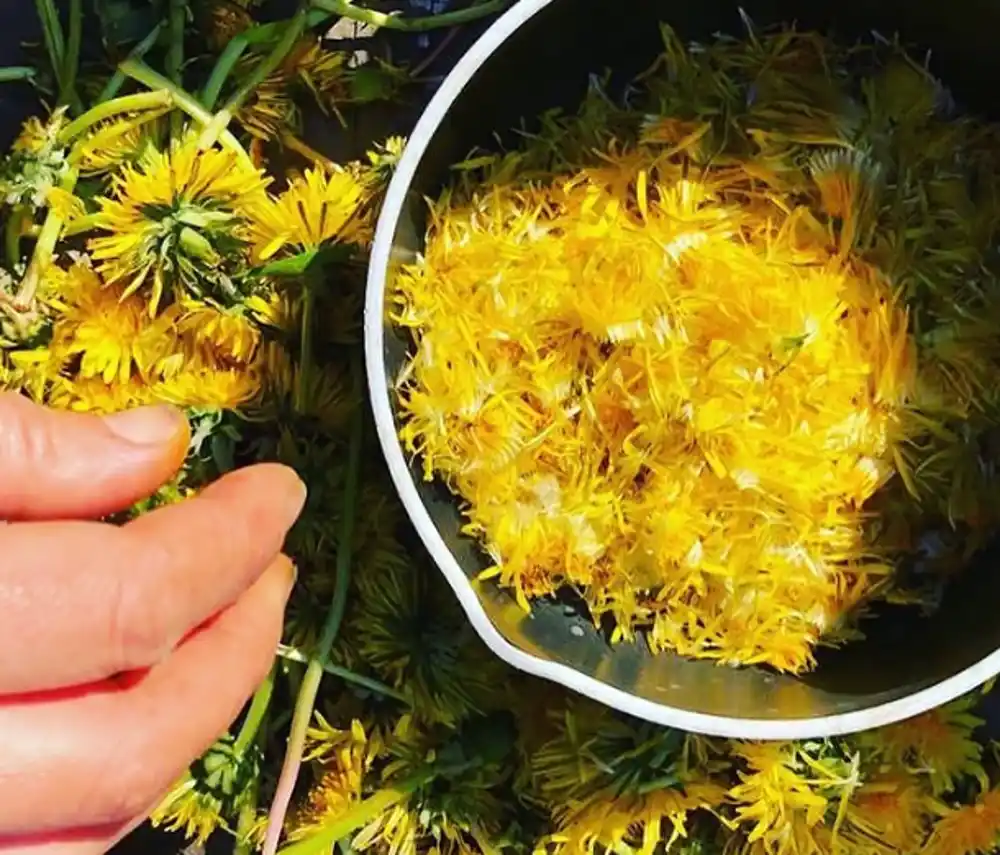 Maslačak – proljećni čistač organizma