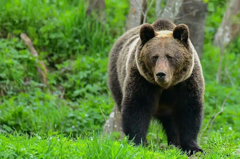 Medvjed ubio ženu u Poljskoj