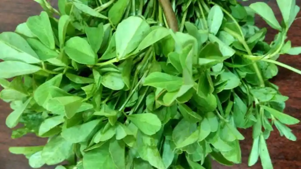 Mnoge koristi od piskavice