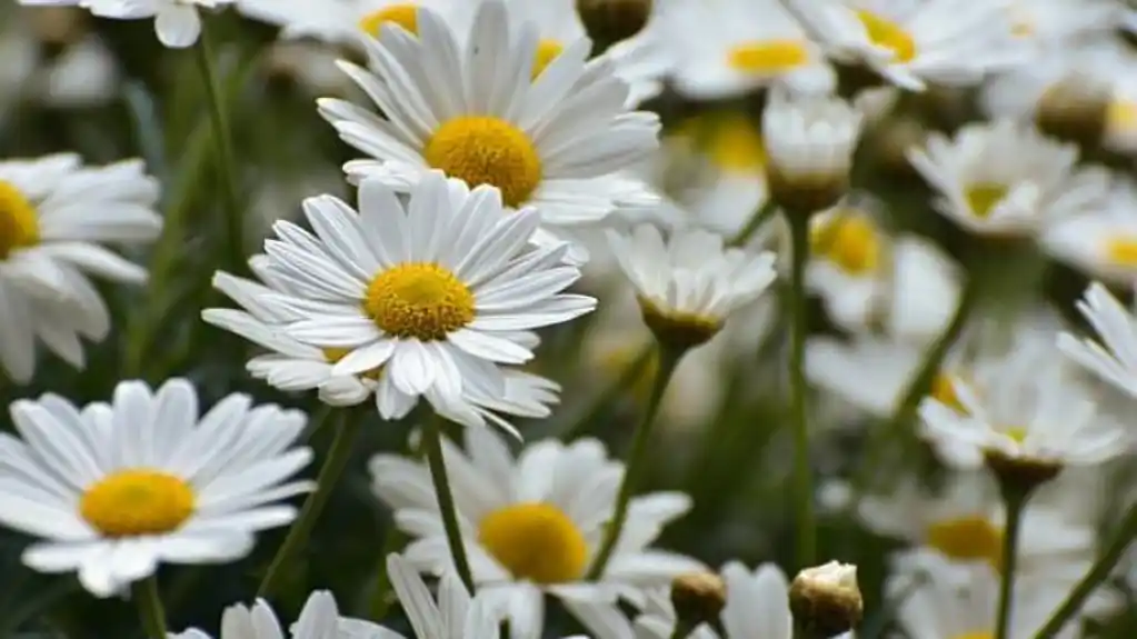 Usrs u znaku sunca – Uživajte u proljeću