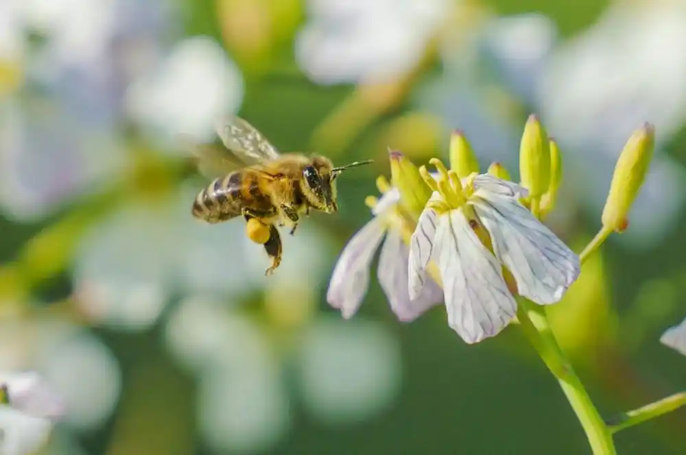 Objavljeni pozivi za podršku pčelarima