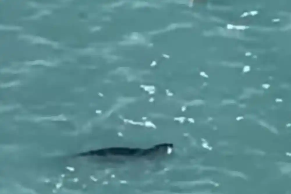 Sredozemna medvjedica uočena u budvanskom akvatorijumu