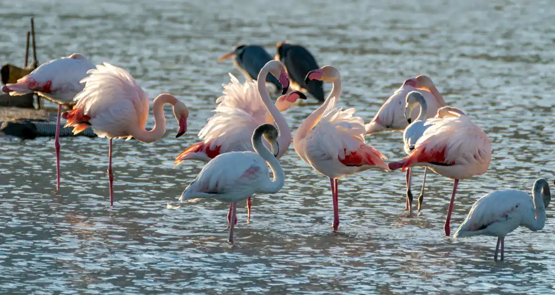 Zašto su flamingosi roze boje?