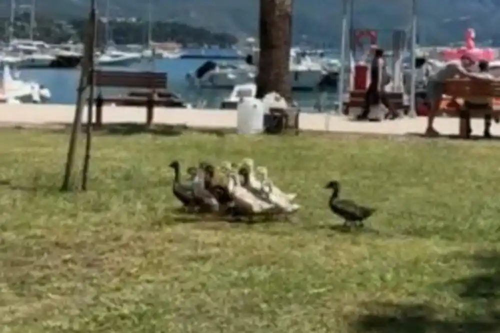 Jato pataka iz Luke Budva uvećalo se za 11 članova