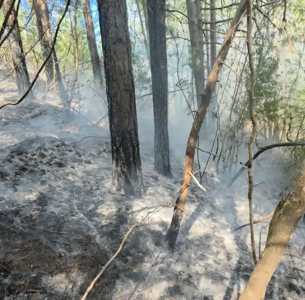 Požar na Boroviku, vjetar otežava gašenje