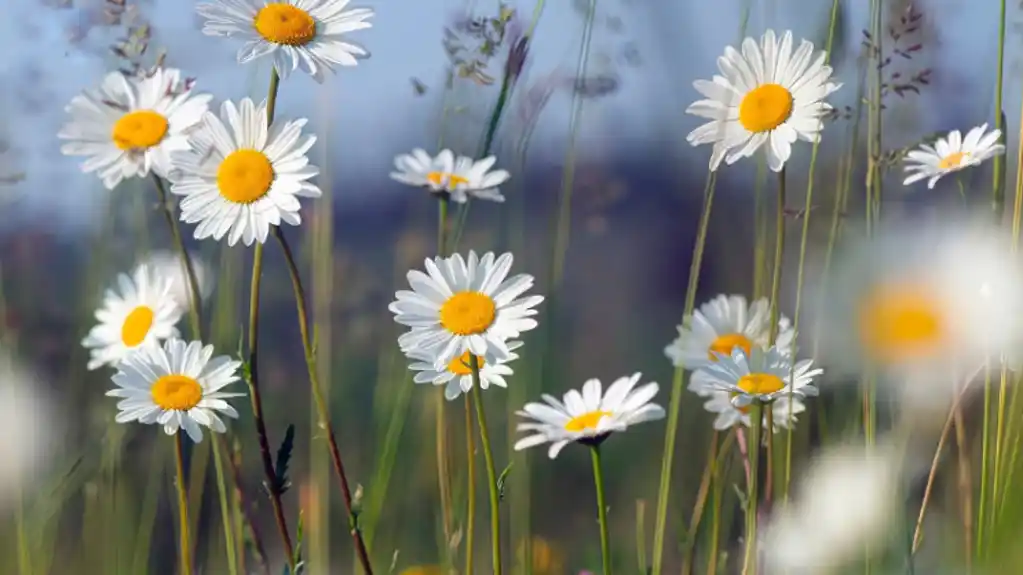 Danas pretežno sunčano, temperatura do 31 stepen
