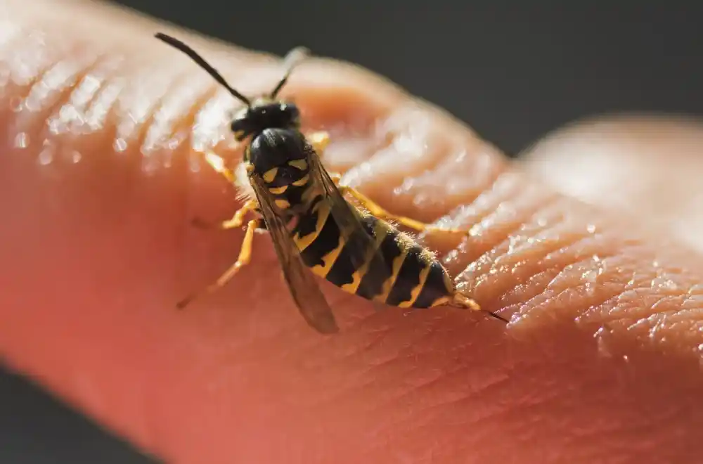 Doktorka upozorava: Ako vas ubode osa i pojave se ovi simptomi, odmah idite ljekaru