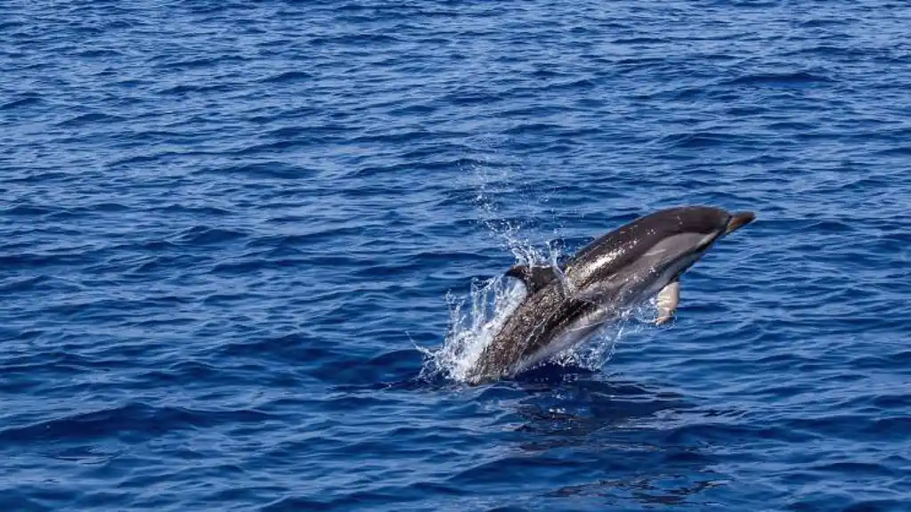 Naučnici upozoravaju: Delfini u Jadranu sve više zavise od ribarskih brodova kako bi došli do hrane