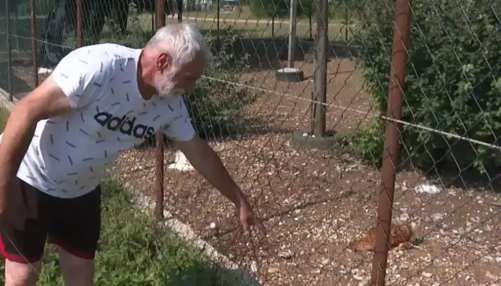 Nikšić: U domaćinstvu porodice Popović psi lutalice usmrtili 100 koka nosilja