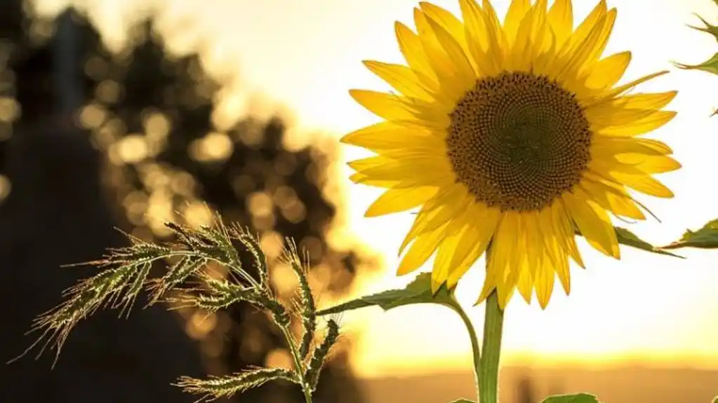 Pretežno sunčano, temperatura do 34 stepena