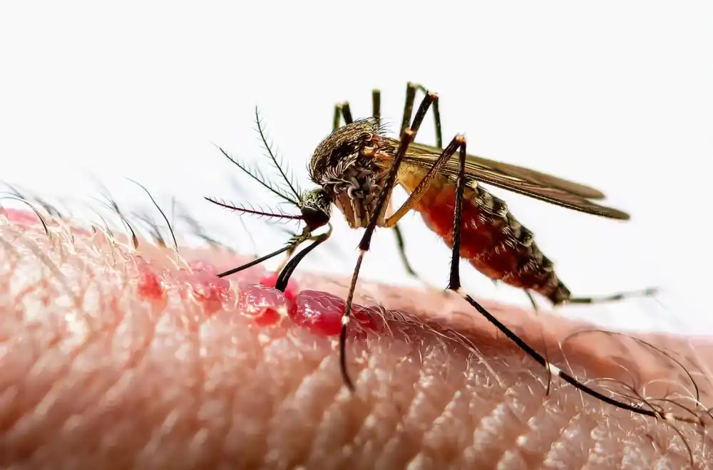 Ako osjetite ove simptome, hitno se javite ljekaru: Upozorenje zbog virusa Zapadnog Nila