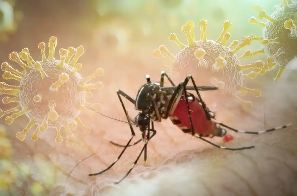 Virus Zapadnog Nila širi se Evropom, a za njega nema lijeka ni vakcine: Evo gdje je najviše zaraženih
