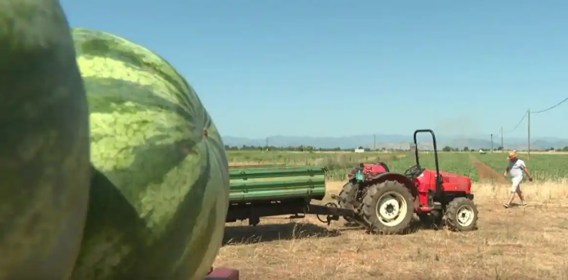 U Budvi uništeno više od 500 kilograma nelegalno prodavanih lubenica