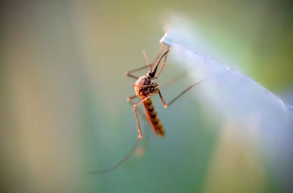 Virus Zapadnog Nila se širi Srbijom: Kod skoro svih oboljelih razvio se težak oblik, ovo su simptomi za uzbunu