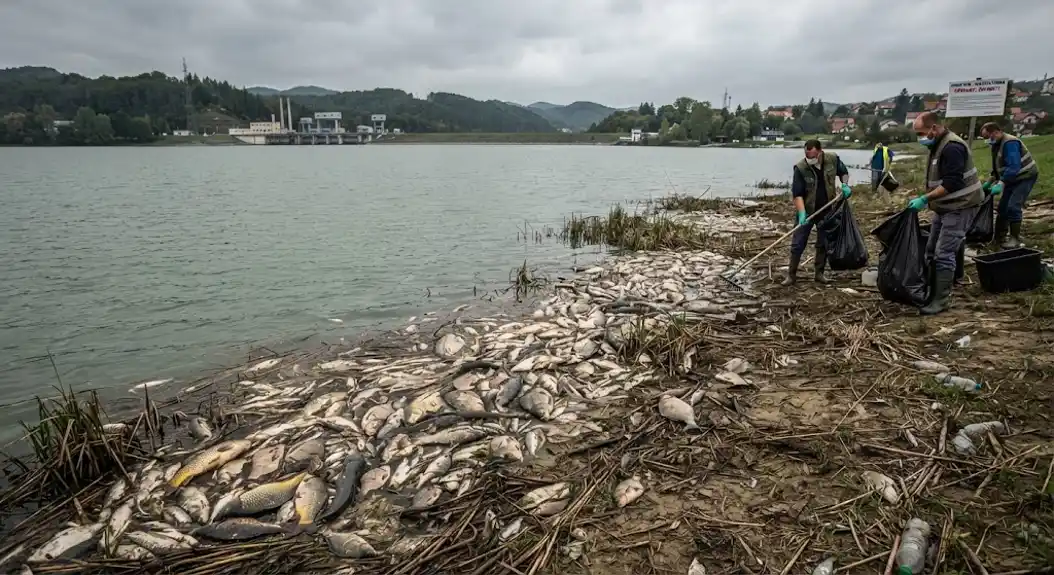 Ormoško jezero na udaru: Pomor ribe sve većih razmjera na hrvatskoj strani
