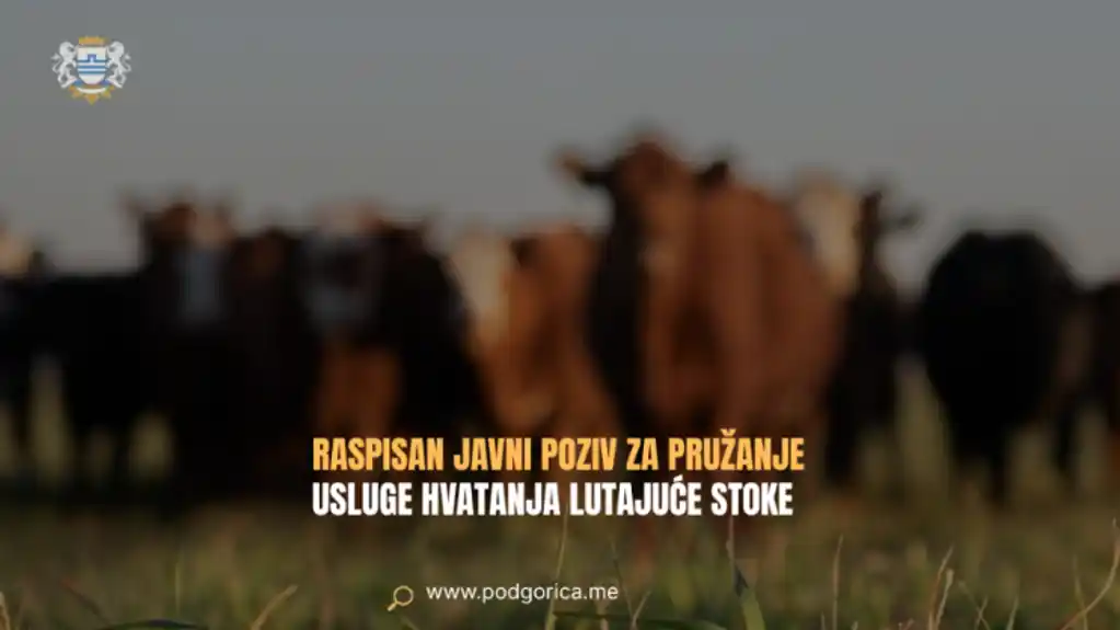 Podgorica traži ljude ili kompanije koji će baviti hvatanjem lutajuće stoke
