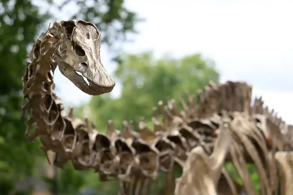 Španski naučnici pronašli prvi dokaz o postojanju dinosaurusa diplodokusa u Evropi
