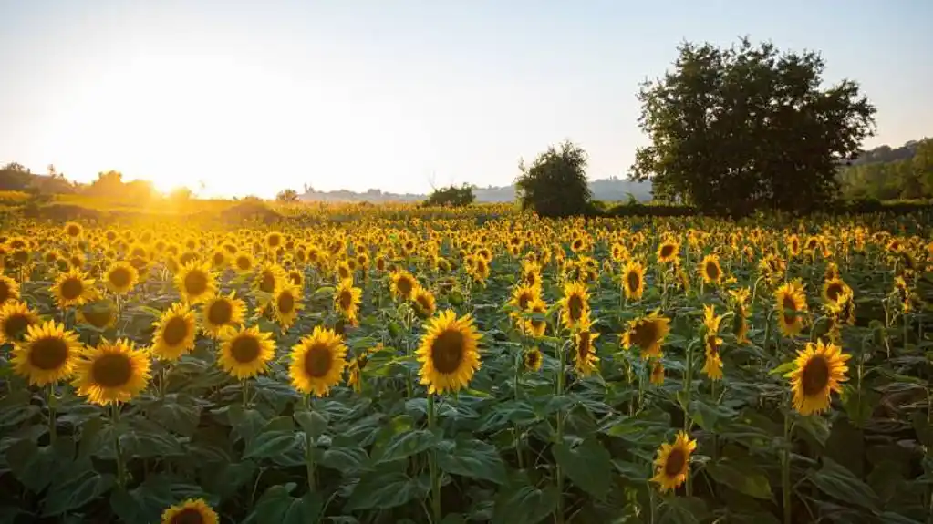 Danas sunčano i toplo vrijeme, temperatura do 28 stepeni