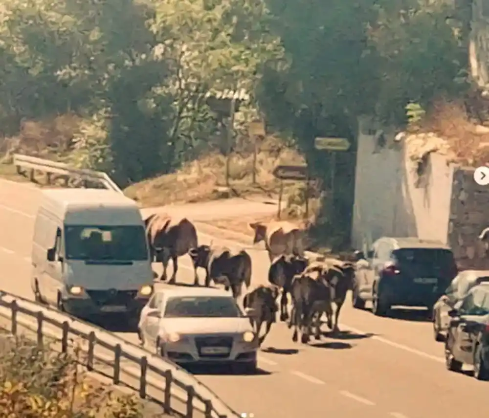 Problem stoke na crnogorskim putevima: Tiha opasnost koja ugrožava bezbjednost saobraćaja i učesnika